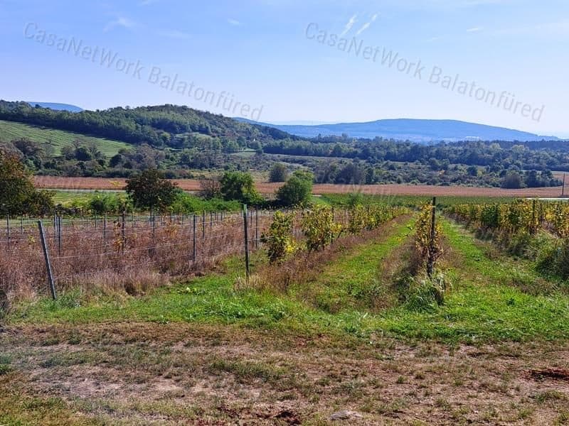 Weinbaufläche mit Panoramablick in Mindszentkálla