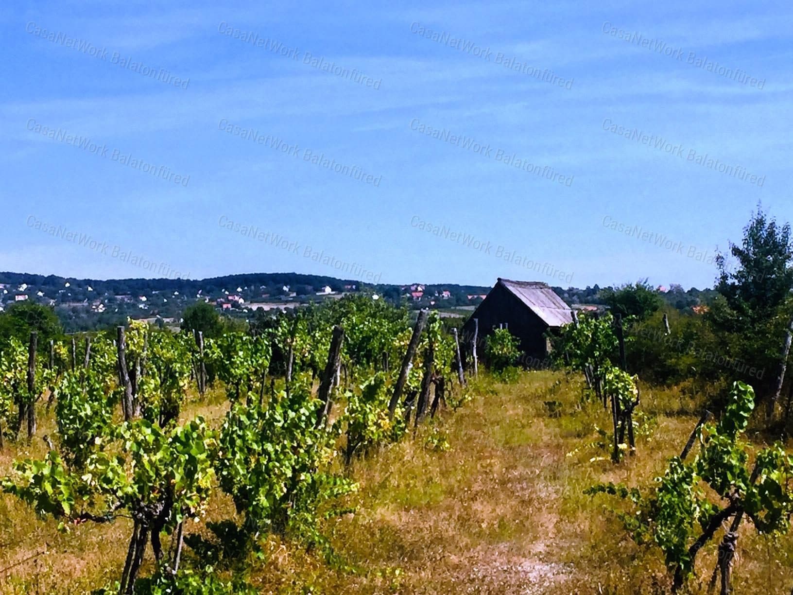 Weinberg- und Obstfläche mit kleinem Holzhaus in Dörgicse mit Panoramablick auf den Balaton
